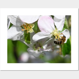 Honey bee on Flower Posters and Art